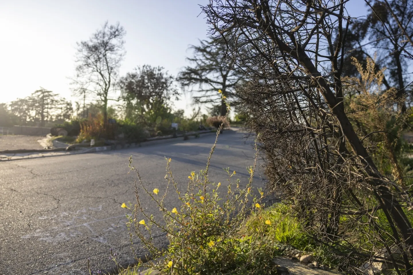 a roadway with mixed greenery in California